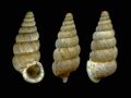 Cochlostoma&nbsp;scalarinum schmidti